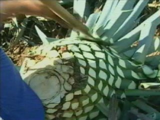 TRABAJO (2)  GANADO